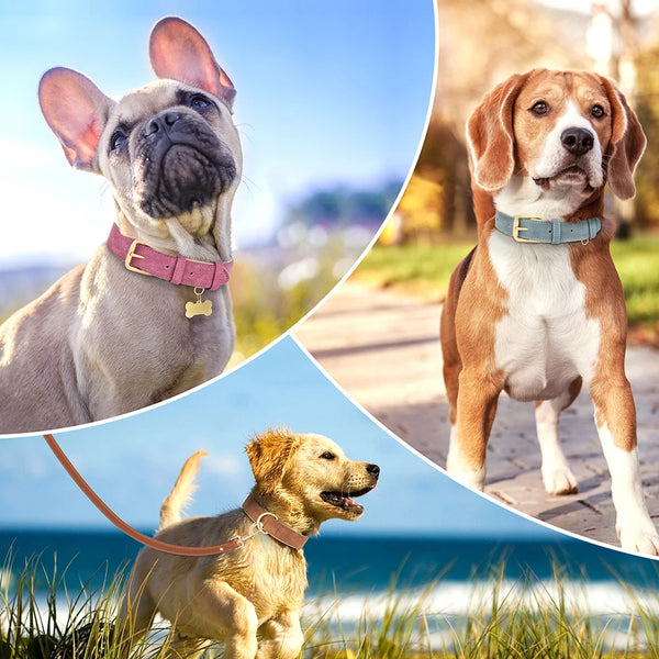 Trendy Adjustable Suede Leather Pet Collar - TrendsetterbyTracy Boutique