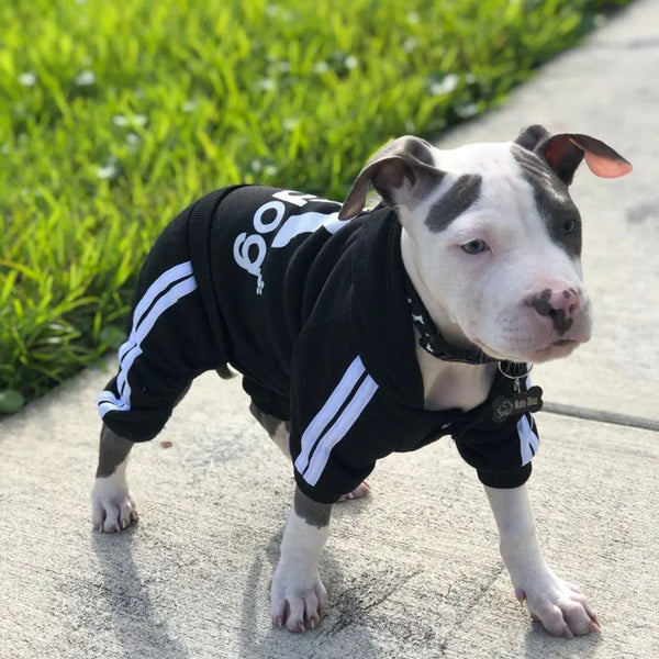Trendy Tracksuit Pet Clothes - TrendsetterbyTracy Boutique